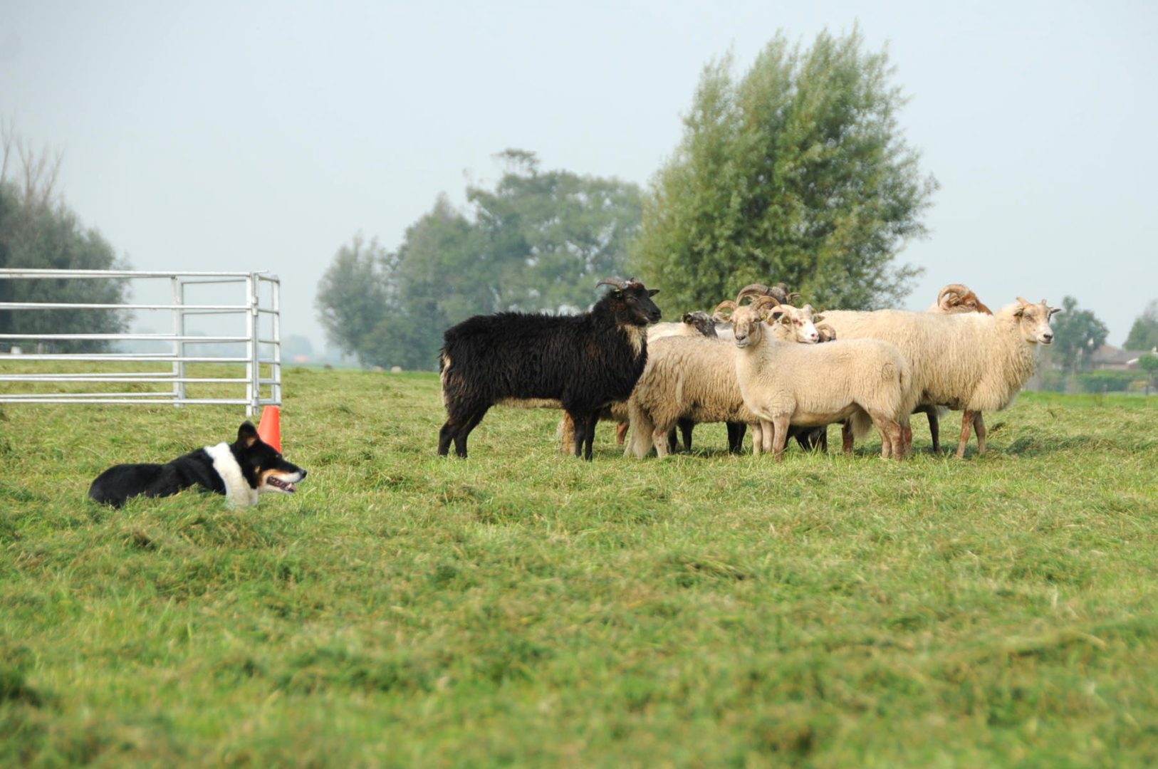 Schapen op het weiland | Boerderij De Boerinn